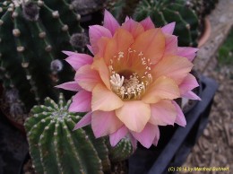 Echinopsis Hybride 023